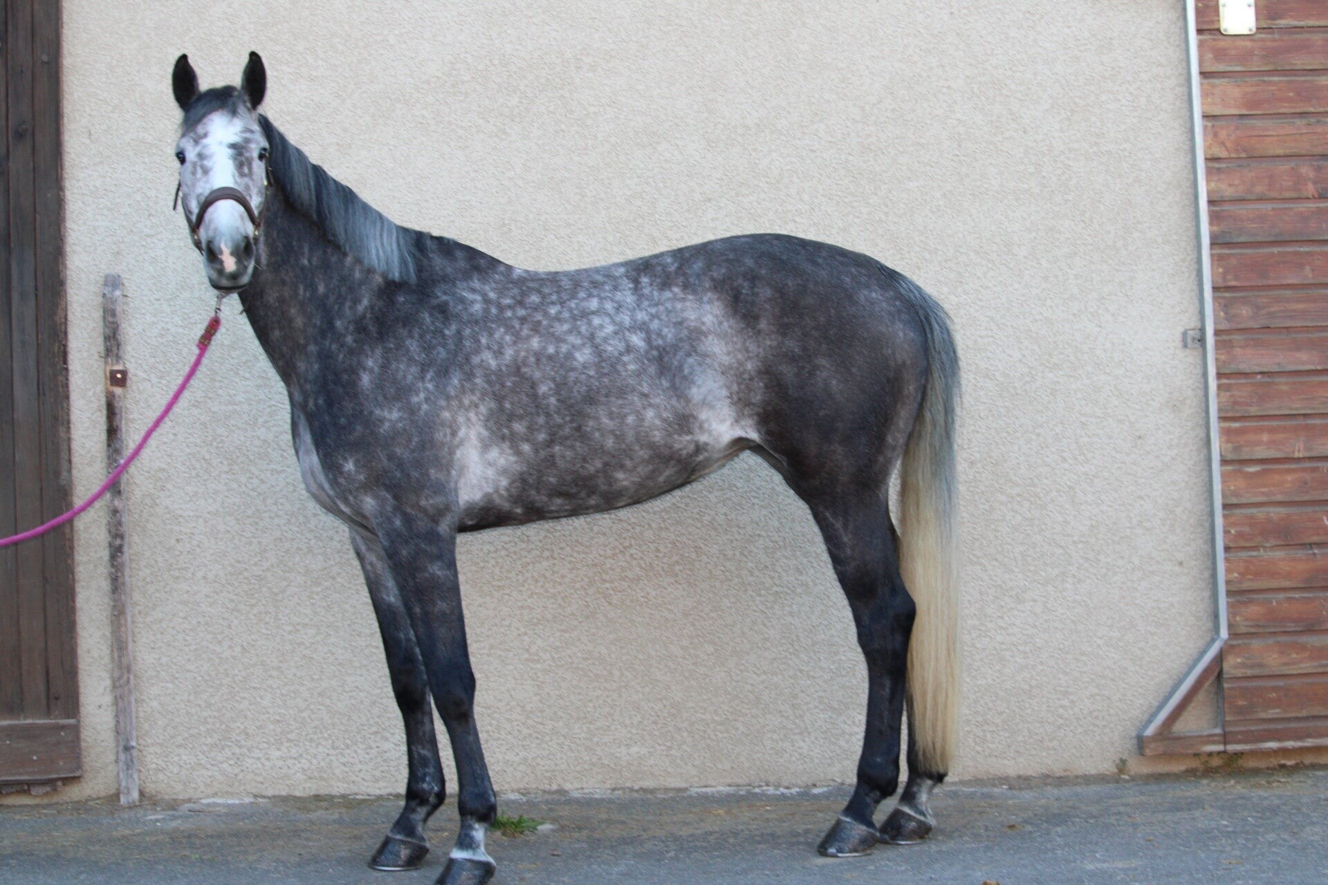 KissMe de la Claye est une jument Selle Française de 6 ans par Mylord Carthago et Anjou de la Claye par Diamant de Semilly, alliant qualité de saut, respect et excellente souche maternelle. Elle progresse rapidement, et évolue à chaque parcours. 