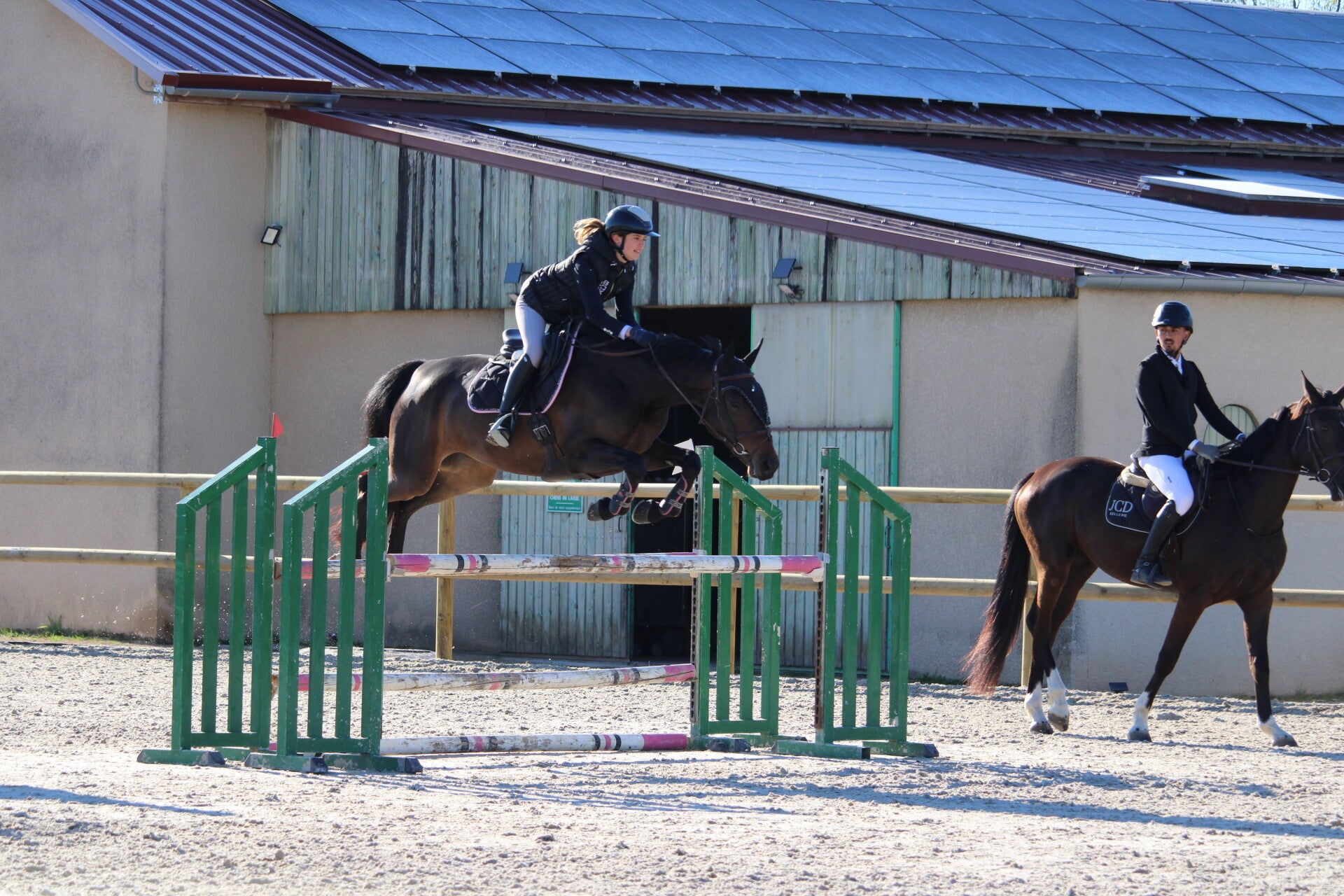 Maya de Reux est une jument Selle Française de 4 ans par Conthargos et Toscane de Kerrarouan par Calvaro, avec du sang et de belles qualités pour le sport. Petite jument très attachante, elle est agréable au quotidien et facile à vivre.
