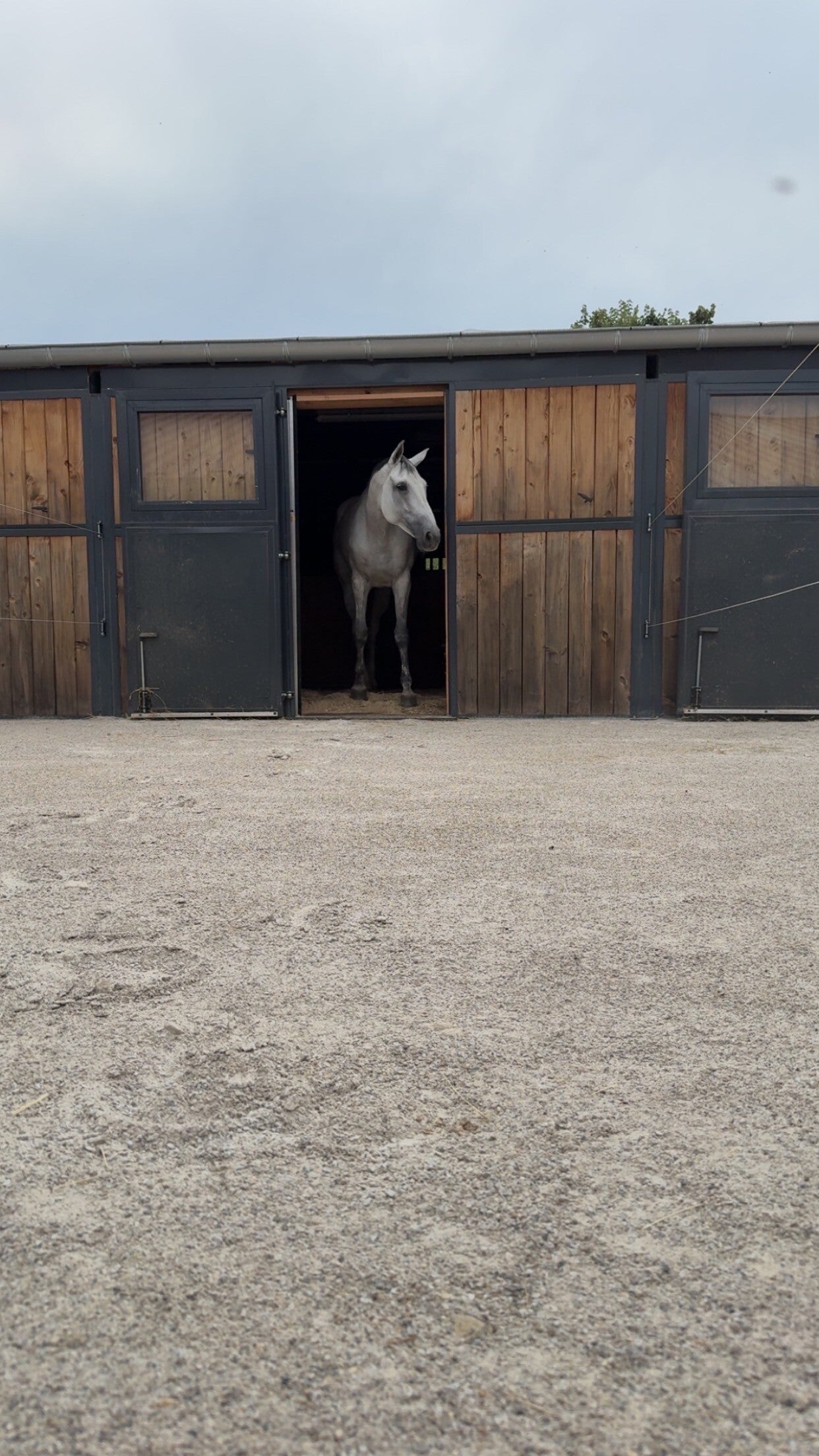 Des installations pensées pour eux : Nos chevaux bénéficient de boxes avec terrasse pour profiter de l'extérieur, ainsi que de paddocks en herbe. Nous veillons à leur offrir un cadre de vie qui favorise leur équilibre.