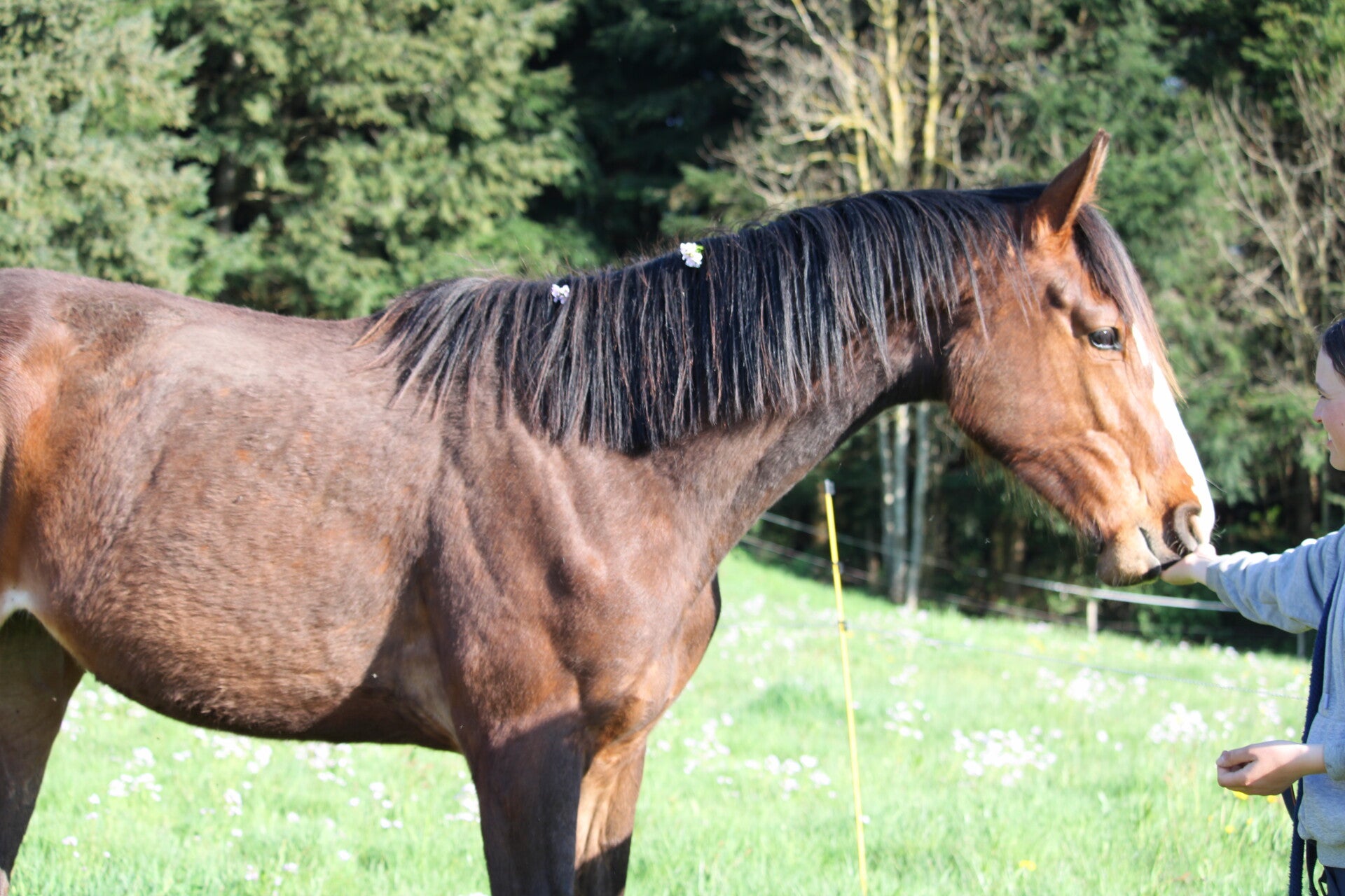 Odacieuse de Seg est une jument selle français de 2 ans par Ermitage Kalone et Honey Key SR Z par Harley VDL, c'est l'attachante du groupe toujours pour des moments câlins et bisous