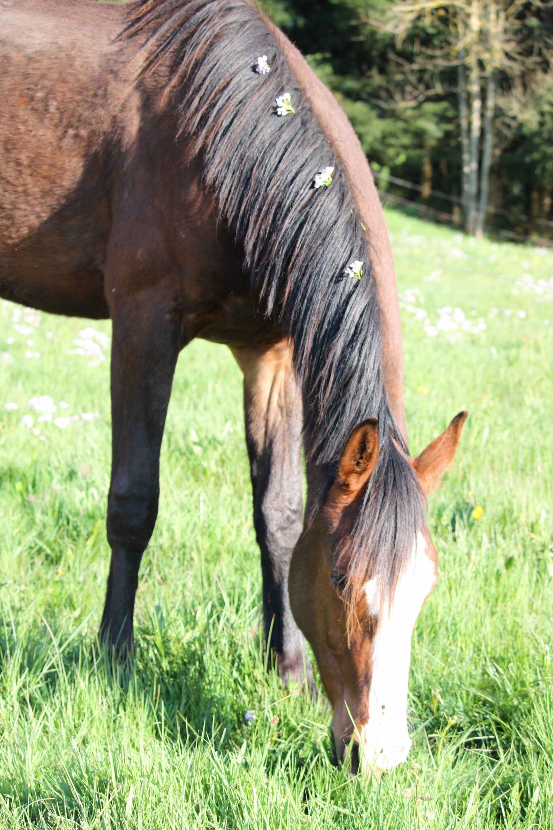 Odacieuse de Seg est une jument selle français de 2 ans par Ermitage Kalone et Honey Key SR Z par Harley VDL, c'est l'attachante du groupe toujours pour des moments câlins et bisous