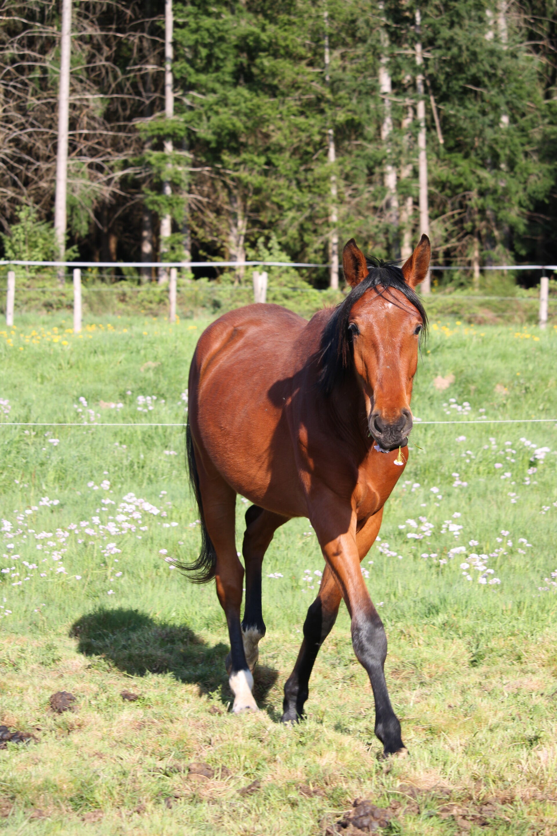 Enzo Du Petit Trésor Z est un hongre Zangersheide de 2 ans par Emerald Van't Ruytershof et Miss Love du Petit Trésor par Cornet du Lys, c'est le petit rigolo du troupeau prêt pour toutes les gentilles bêtises.