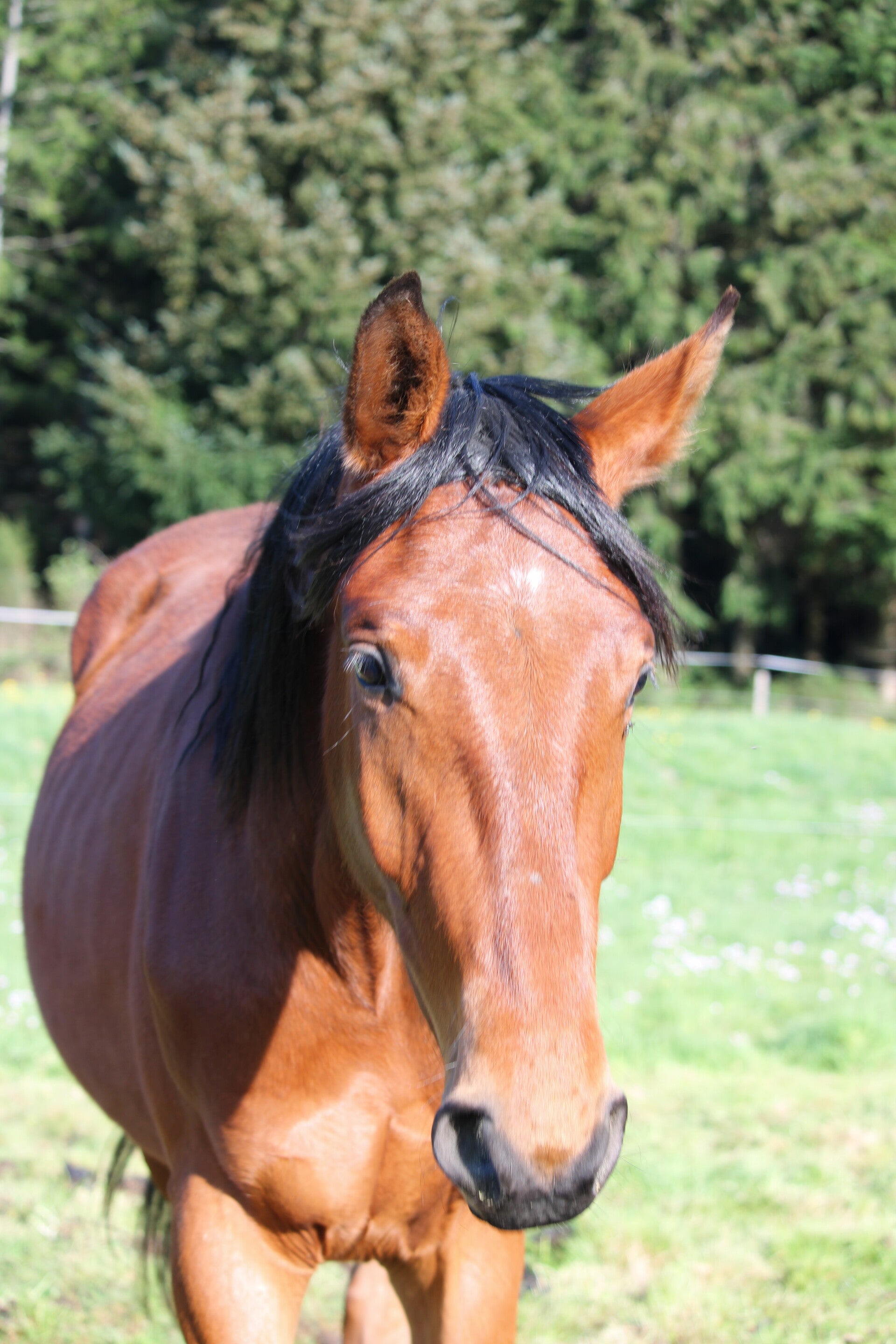 Enzo Du Petit Trésor Z est un hongre Zangersheide de 2 ans par Emerald Van't Ruytershof et Miss Love du Petit Trésor par Cornet du Lys, c'est le petit rigolo du troupeau prêt pour toutes les gentilles bêtises.