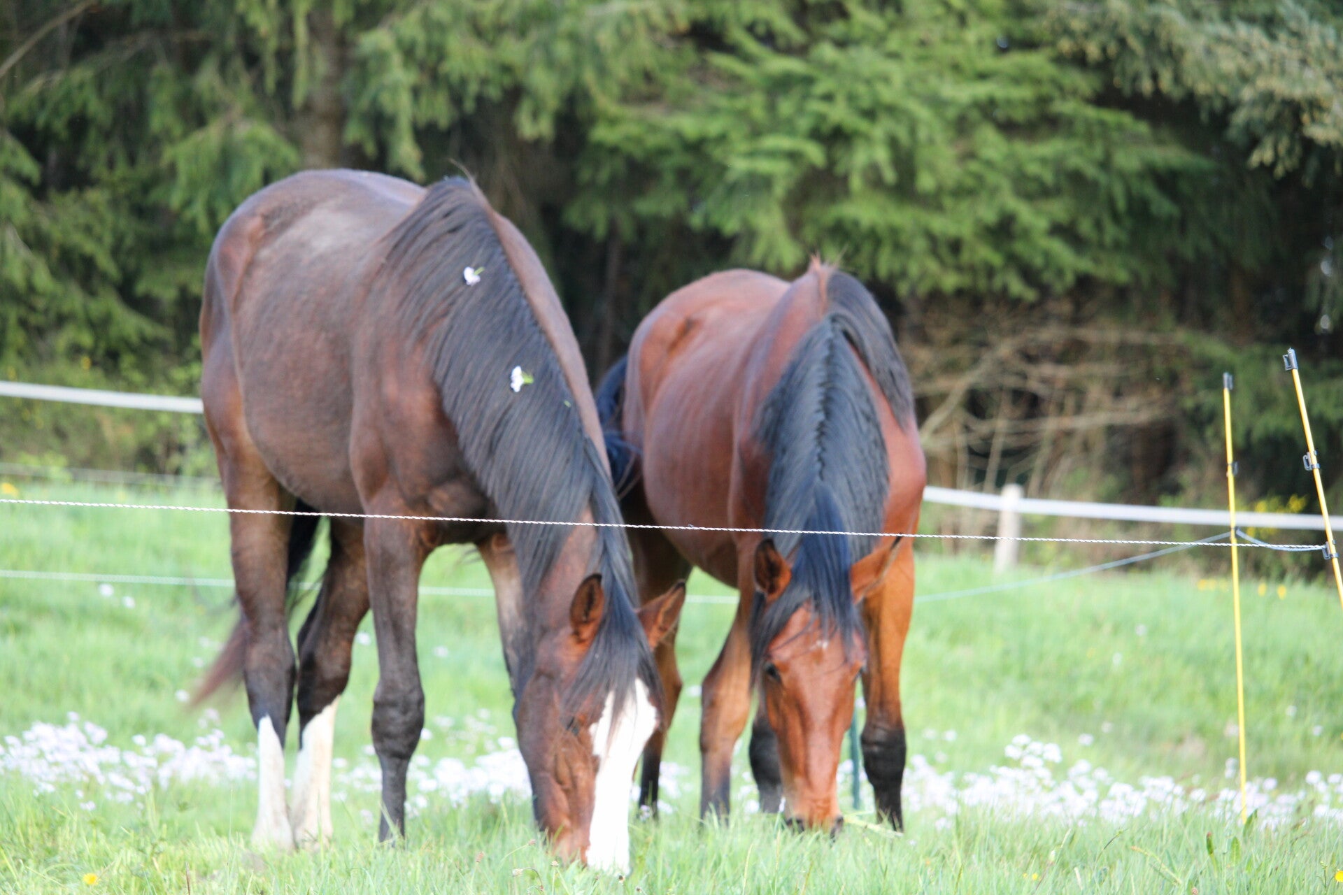 Odacieuse de Seg est une jument selle français de 2 ans par Ermitage Kalone et Honey Key SR Z par Harley VDL, c'est l'attachante du groupe toujours pour des moments câlins et bisous
