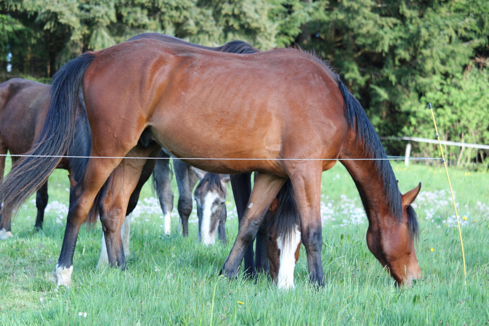 Enzo Du Petit Trésor Z est un hongre Zangersheide de 2 ans par Emerald Van't Ruytershof et Miss Love du Petit Trésor par Cornet du Lys, c'est le petit rigolo du troupeau prêt pour toutes les gentilles bêtises.