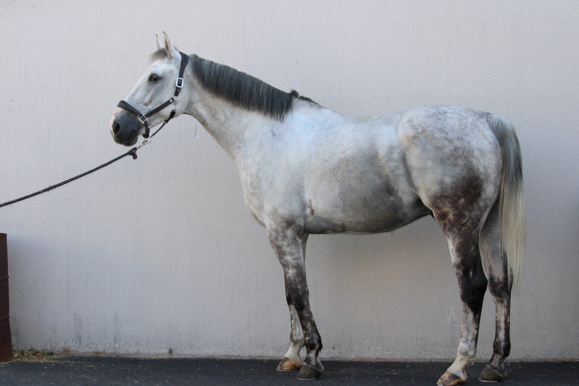 Ulysse du Toultia Z est un hongre Zangersheide de 8 ans par Intouchable et Calista du Toultia Z  par Copin Van De Broy. Il posséde de gros moyens et une force hors du commun.