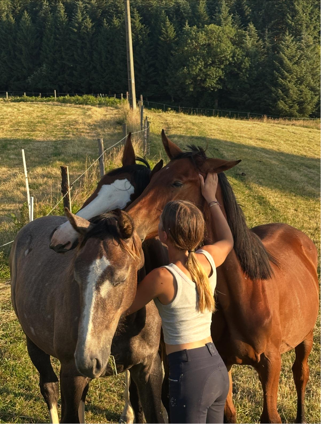 Élevage : Nous élevons avec passion des chevaux de sport prometteurs, issus de lignées d'exception pour le saut d'obstacles.