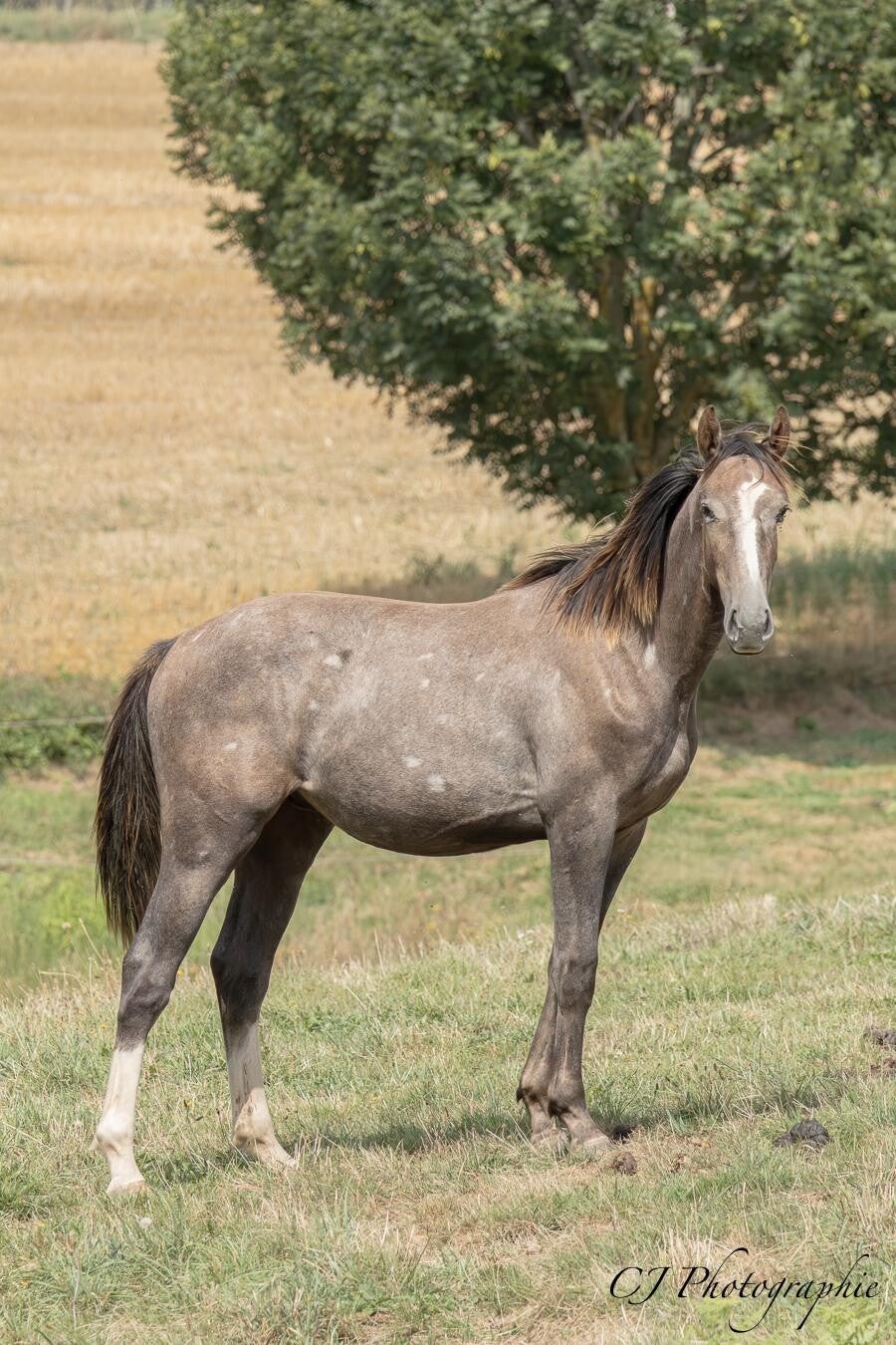 Ogotaill de Montceau est un hongre selle français de 2 ans par Untouchable et Niobe de Nantuel par Rox de la Touche, c'est le petit génie de la bande, il comprend tout très vite.