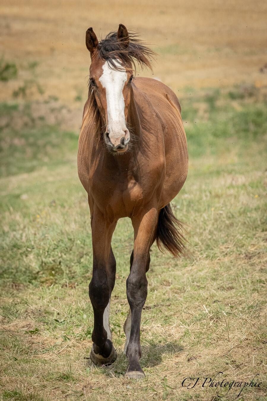 Odacieuse de Seg est une jument selle français de 2 ans par Ermitage Kalone et Honey Key SR Z par Harley VDL, c'est l'attachante du groupe toujours pour des moments câlins et bisous