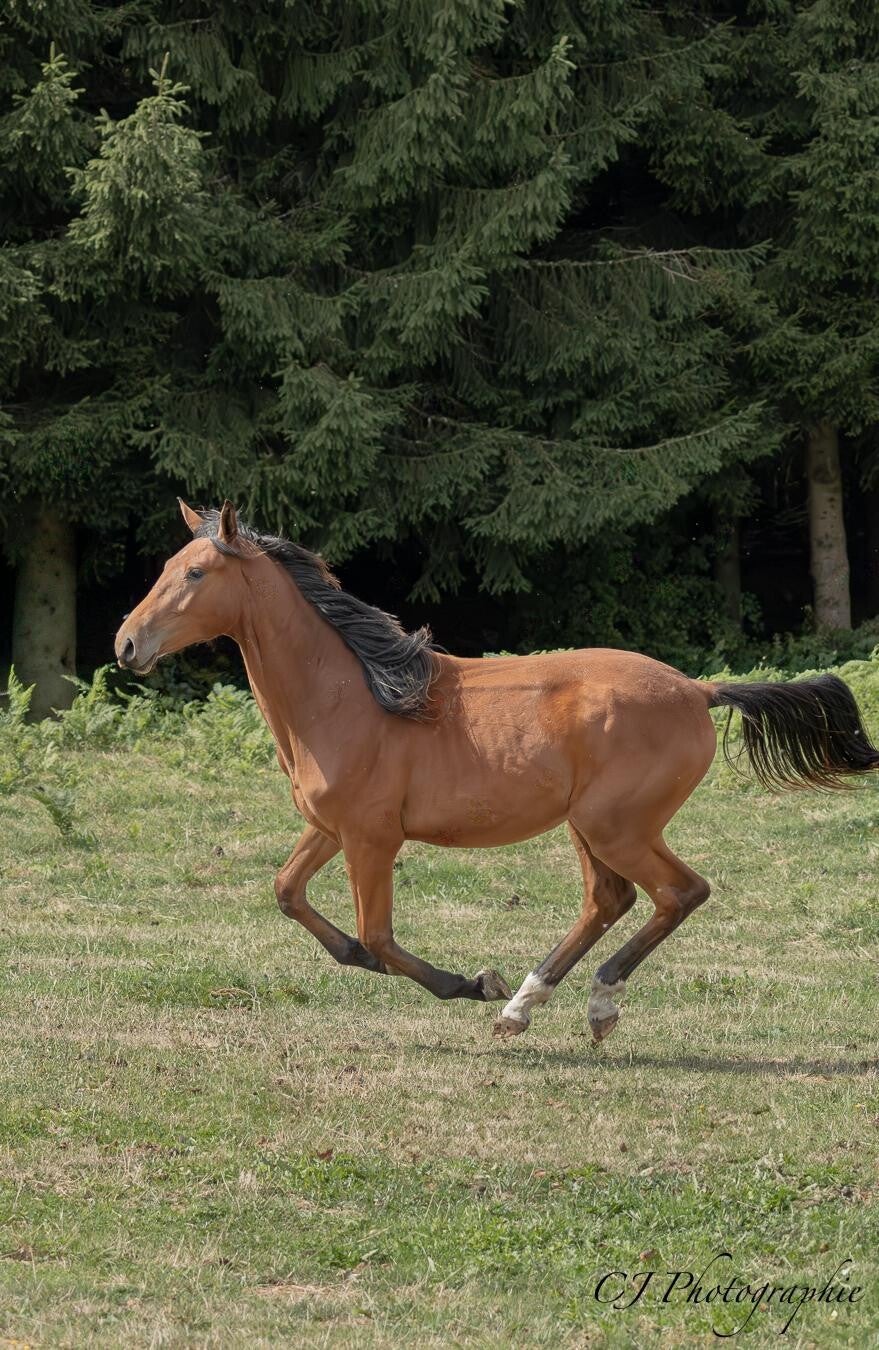 Enzo Du Petit Trésor Z est un hongre Zangersheide de 2 ans par Emerald Van't Ruytershof et Miss Love du Petit Trésor par Cornet du Lys, c'est le petit rigolo du troupeau prêt pour toutes les gentilles bêtises.