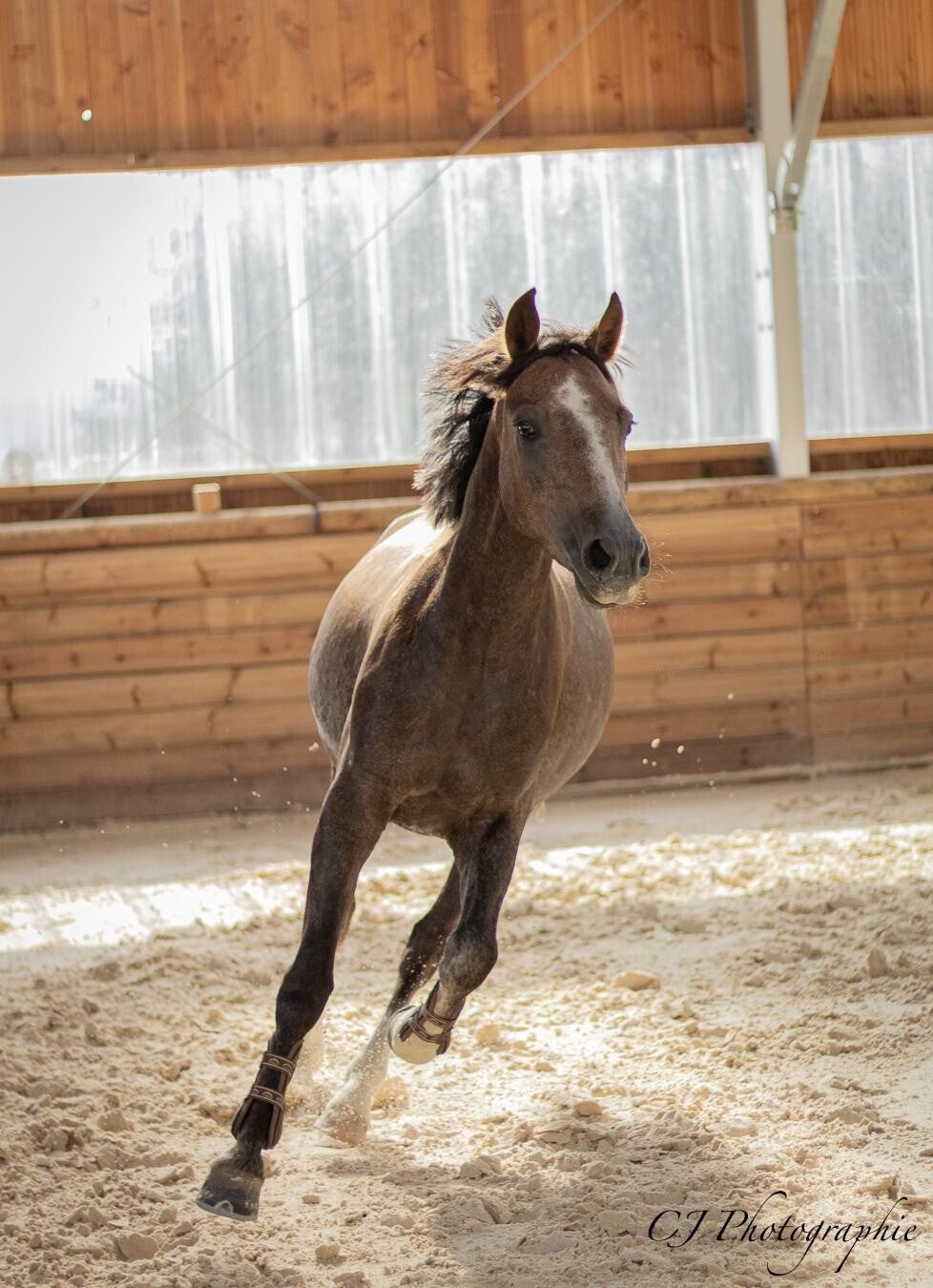Malabar de Seg est un Poney Français de Selle de 4 ans par Roudoudou d'Hurlevent et Priam : doté de gros moyens pour le futur, il est démonstratif et montre beaucoup de facilité sur les barres.