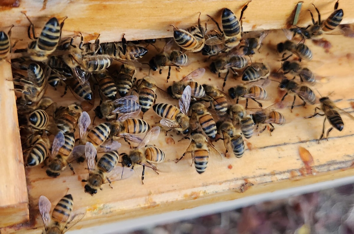 Products | Drowning Creek Apiary, LLC