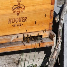 7beeswithpollen.jpg