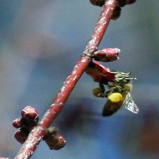 maplebeepollen2fix.jpg