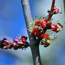 maplebeepollenfix1-1.jpg