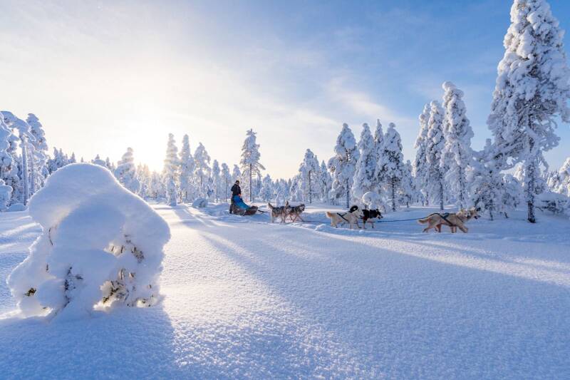 balade chien de traineau dans la neige au coeur de la Laponie
