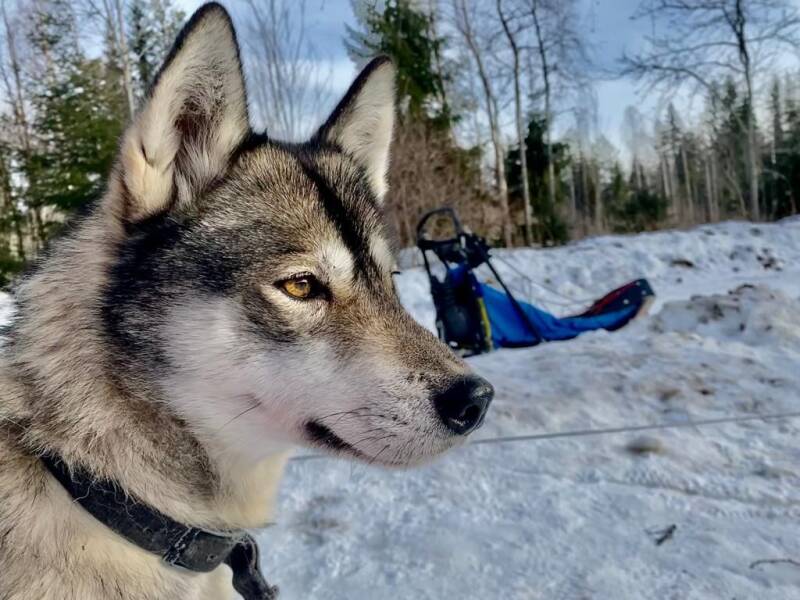 Amarok sport aventure-husky-nella