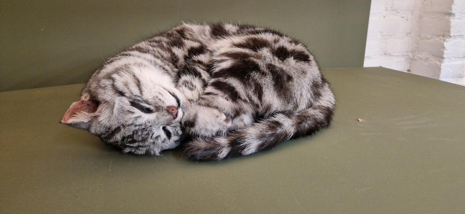 geprepareerde rood witte poes