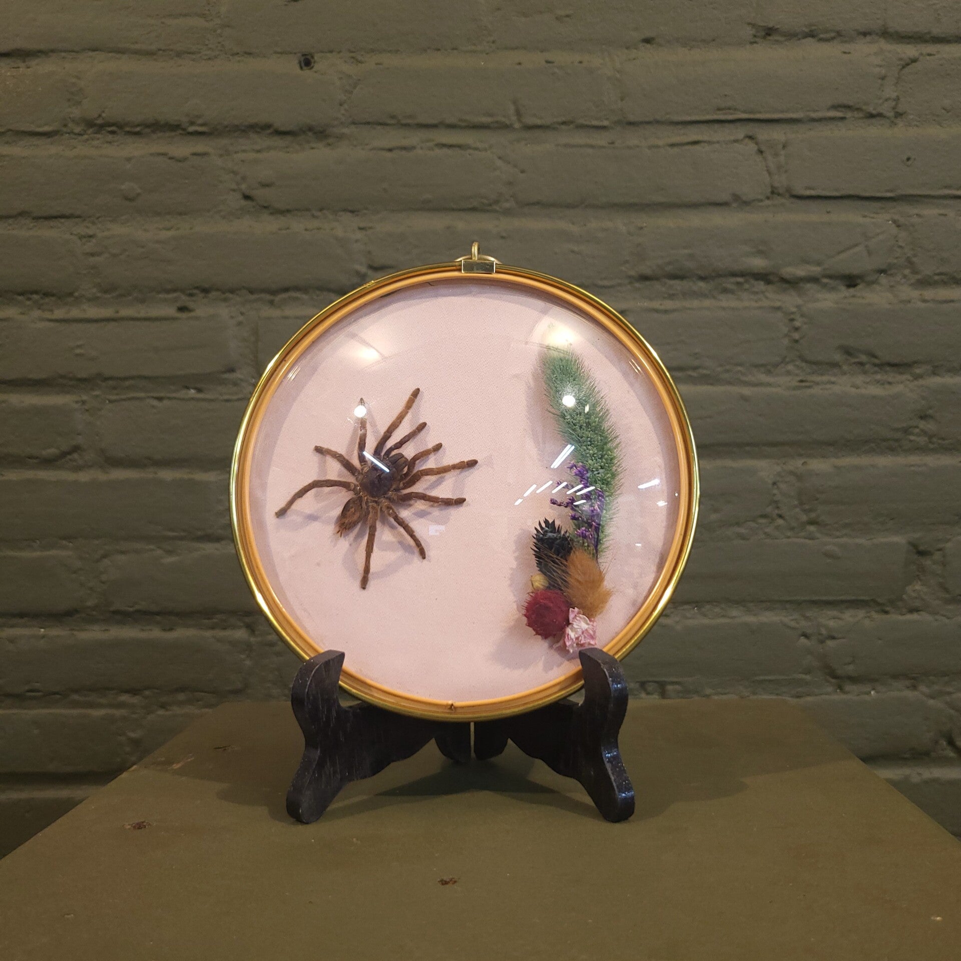 Bollijst met vogelspin en droogbloemen