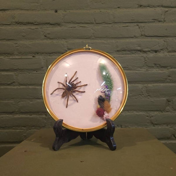 Bollijst met vogelspin en droogbloemen