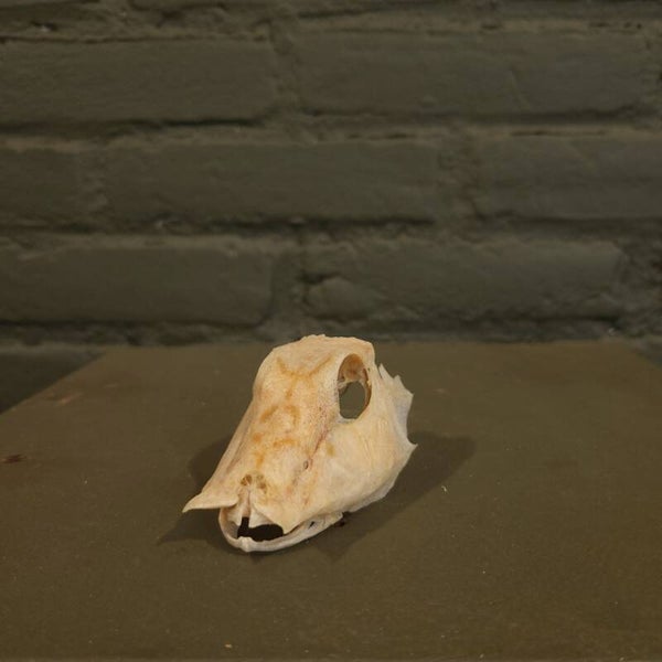 Rode Poon Schedel (Pterygotrigla Multiocellata)