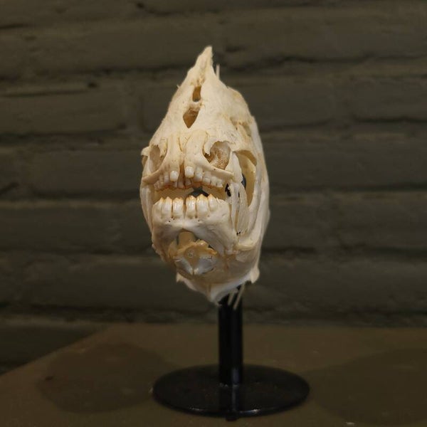 Serrasalmus Hollandi Schedel