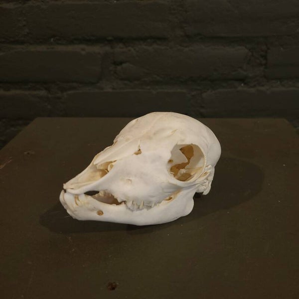 Baby dwerg geitje schedel