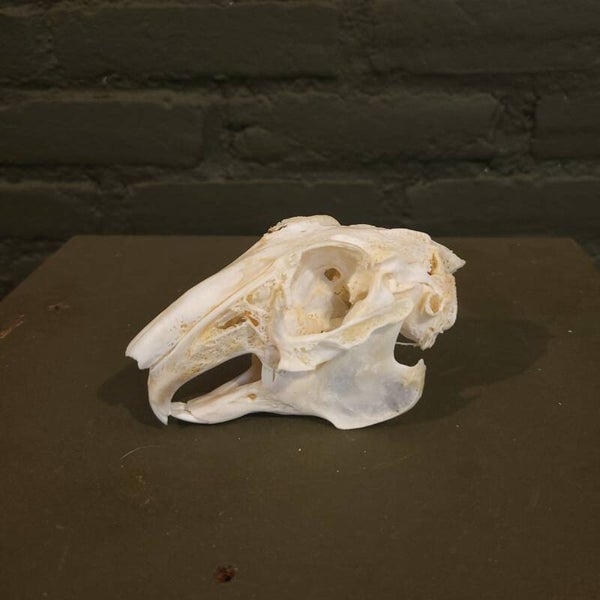 Konijn Schedel 04