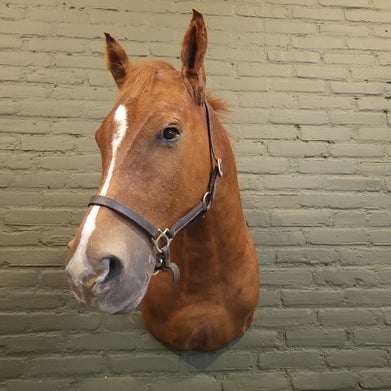 opgezet paard kwpn