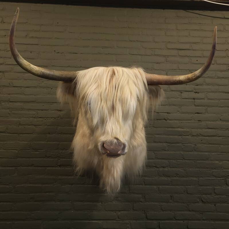 Schotse Hooglander opgezet