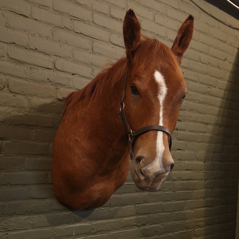 opzette geprepareerde paarden hoofd