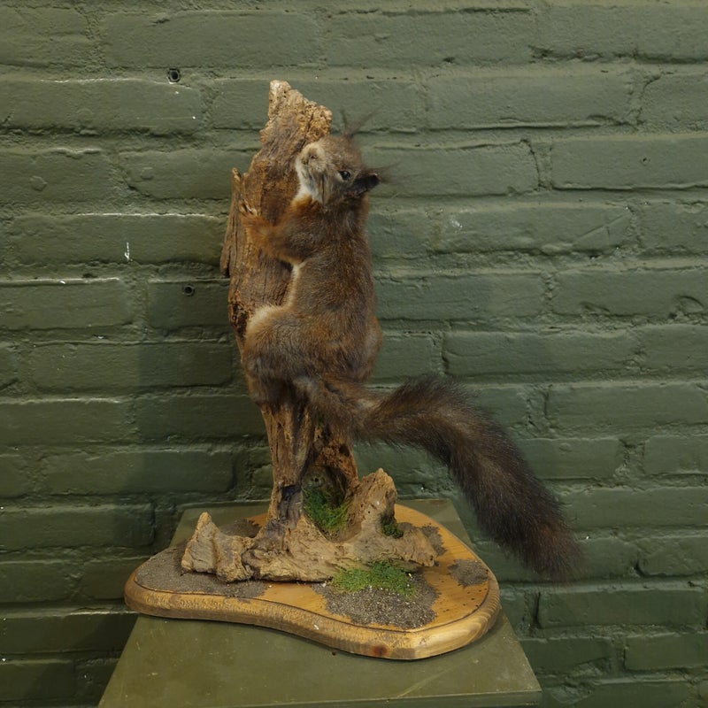 opgezette rode eekhoorn