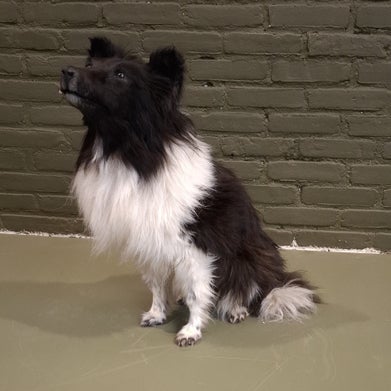 opgezette hond border collie cheltie
