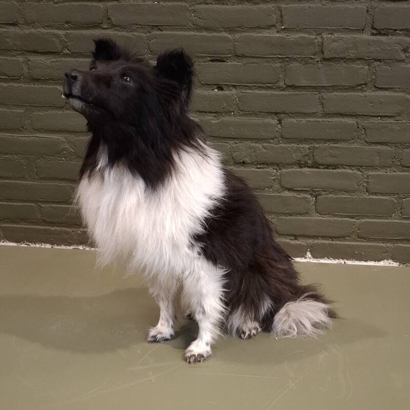 opgezette hond Sheltie Border Collie