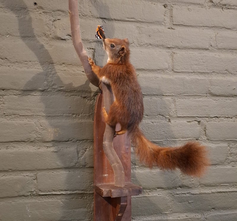 opgezette rode eekhoorn
