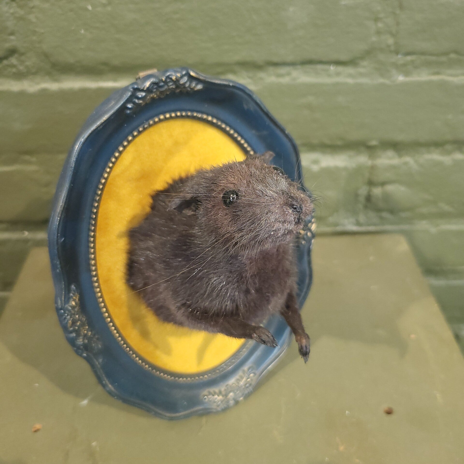 Rat borst preparaat in lijst