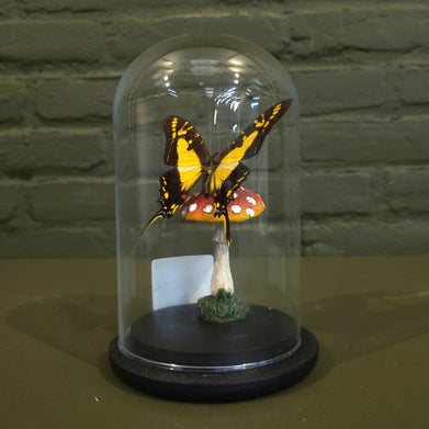 stolp met vlinder en paddestoel