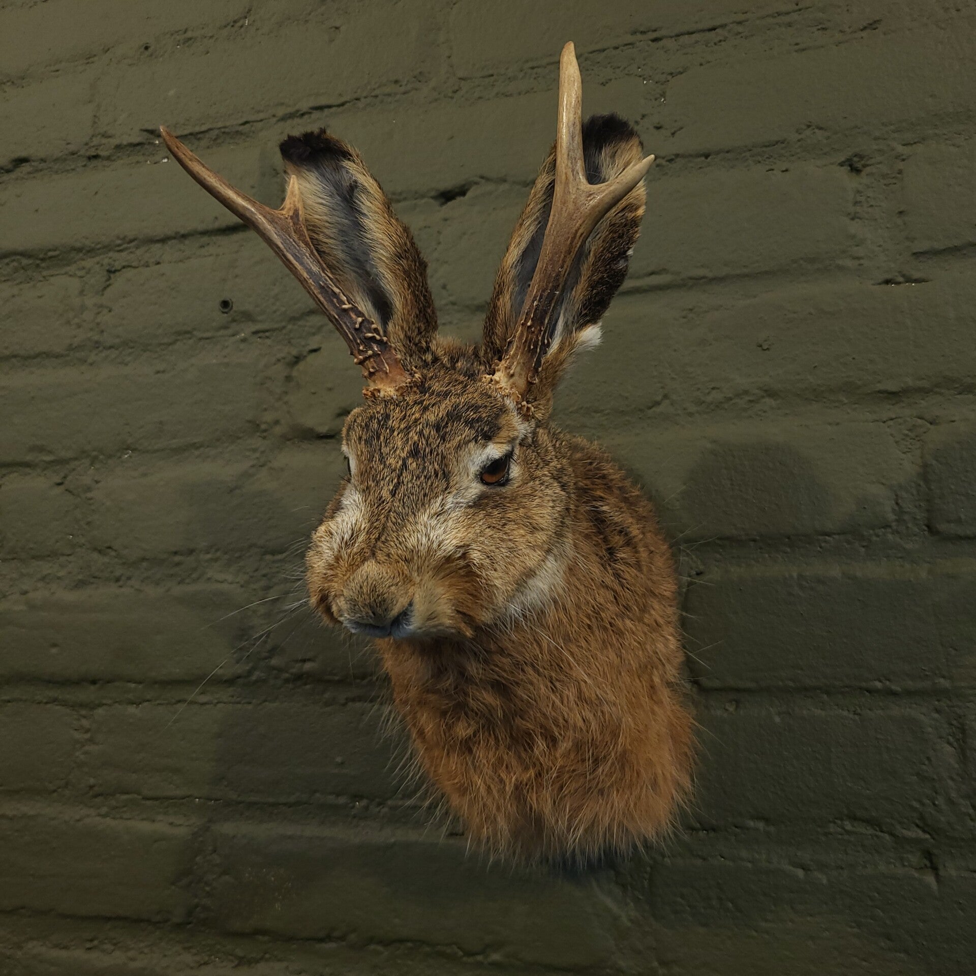 Jackalope borst preparaat