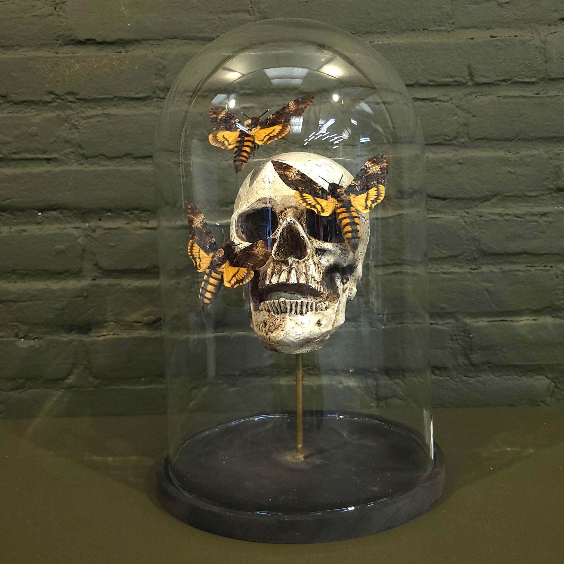 Doodshoofdvlinder Doodshoofd