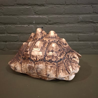 geprepareede land schildpad