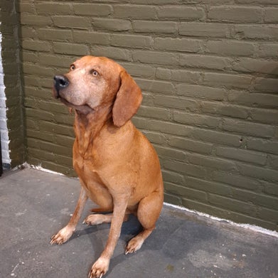 opgezette hond