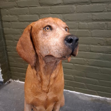 Geprepareerde hond