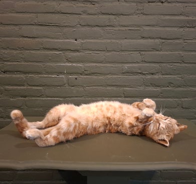 Geprepareede rode kat kater poes