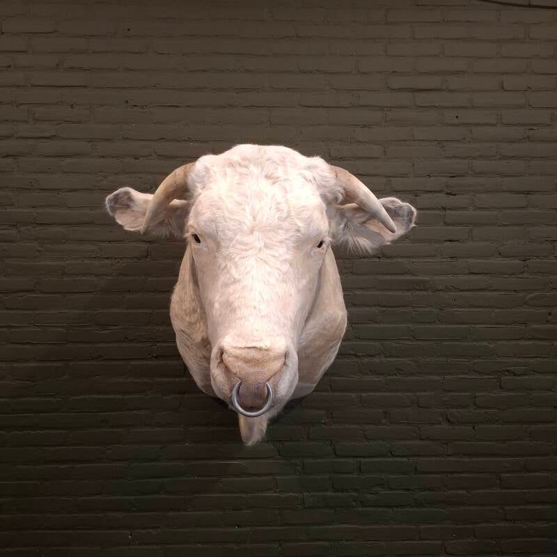 opgezette stier dik bil