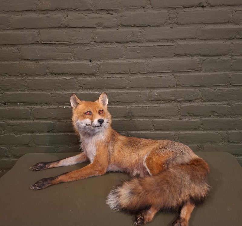 geprepareerde liggende vos