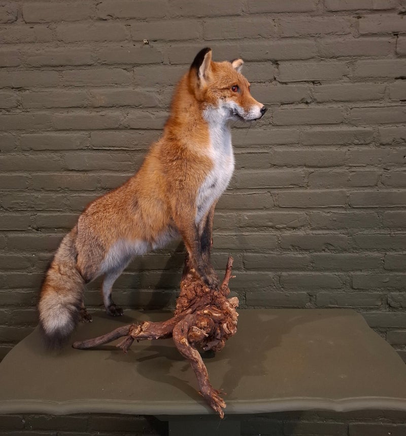 opzette vos op stonk