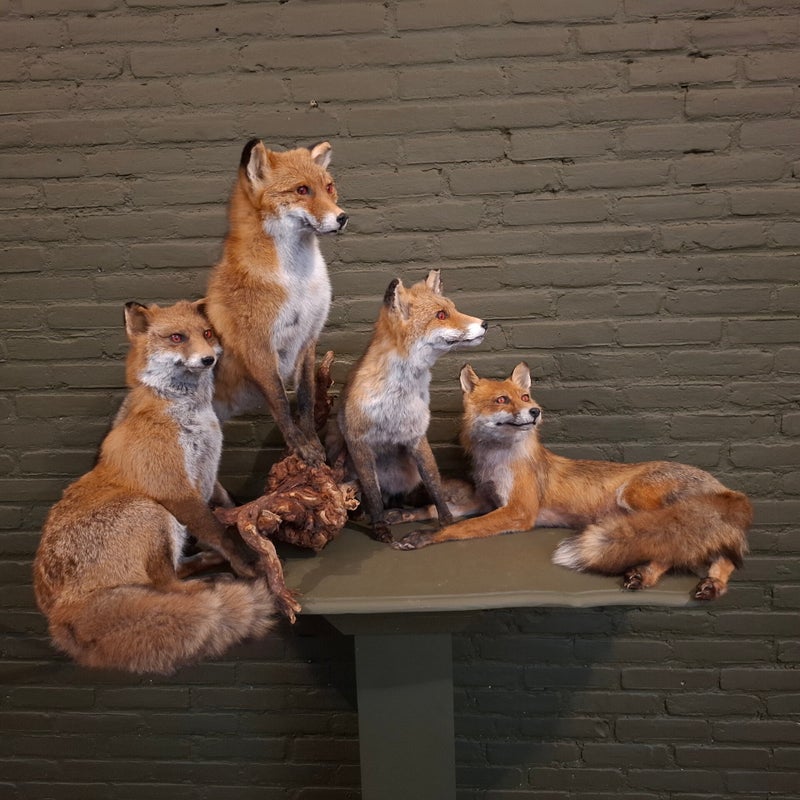 opgezette vossen geprepareerde vos