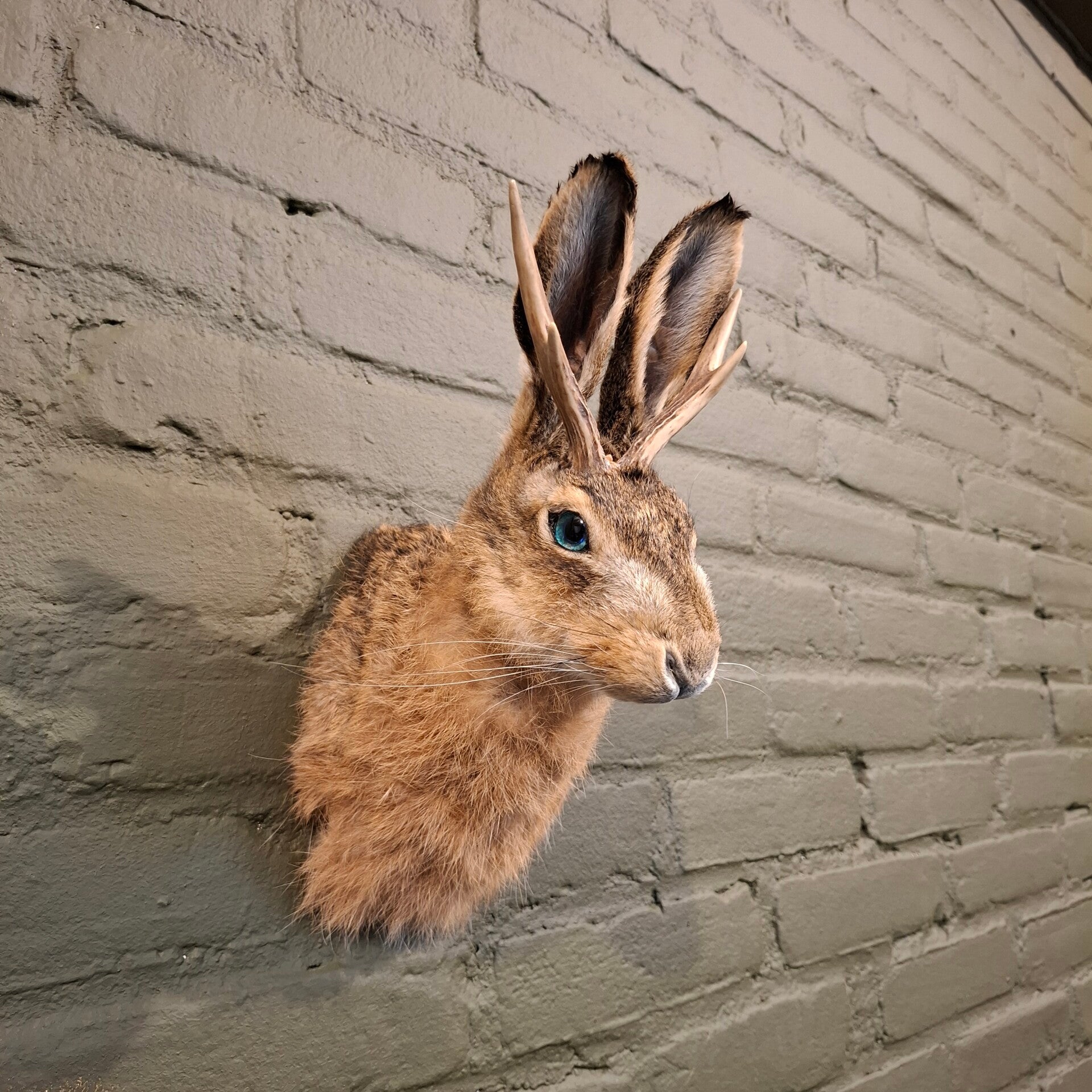 Jackalope  shoulder mound