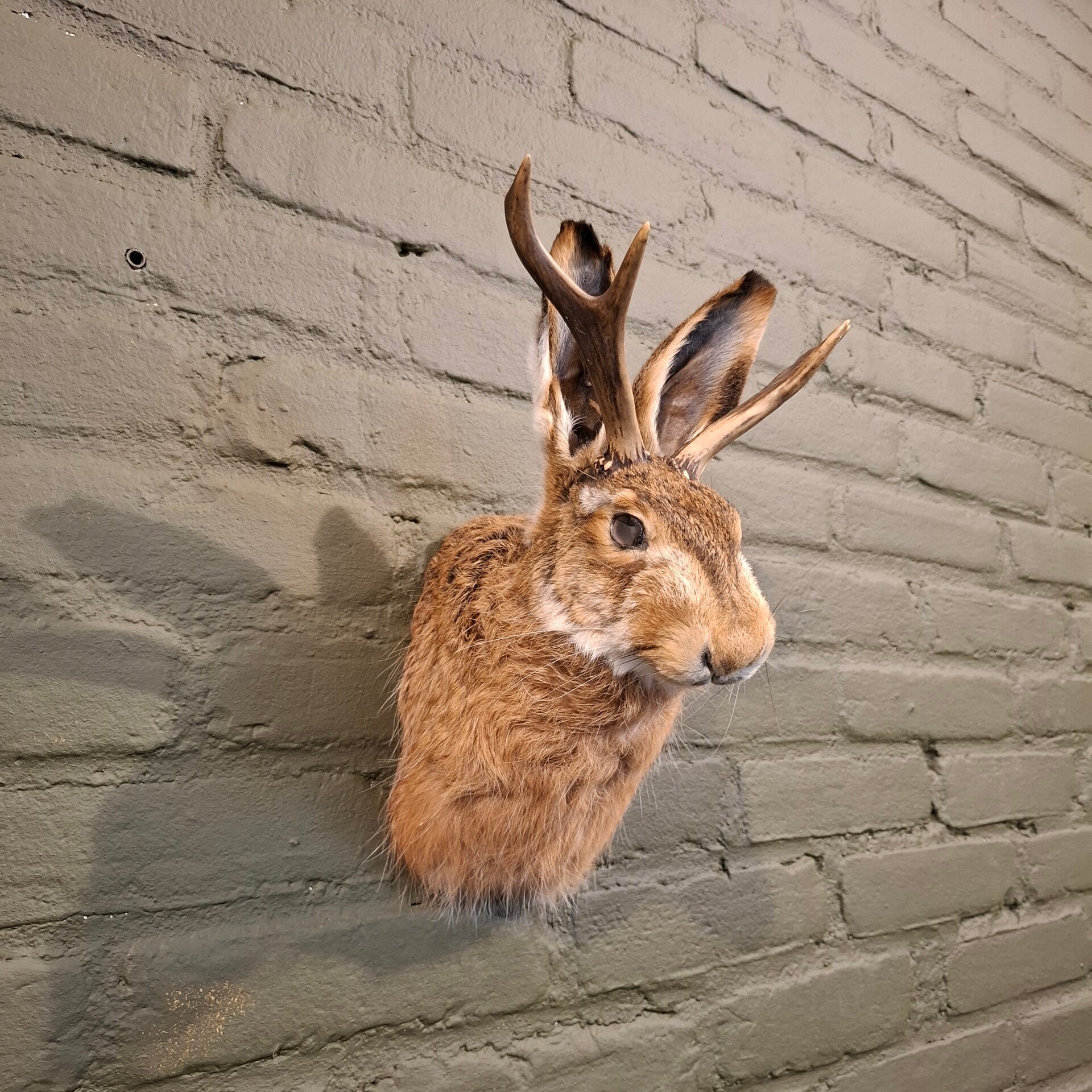 Jackalope borst preparaat