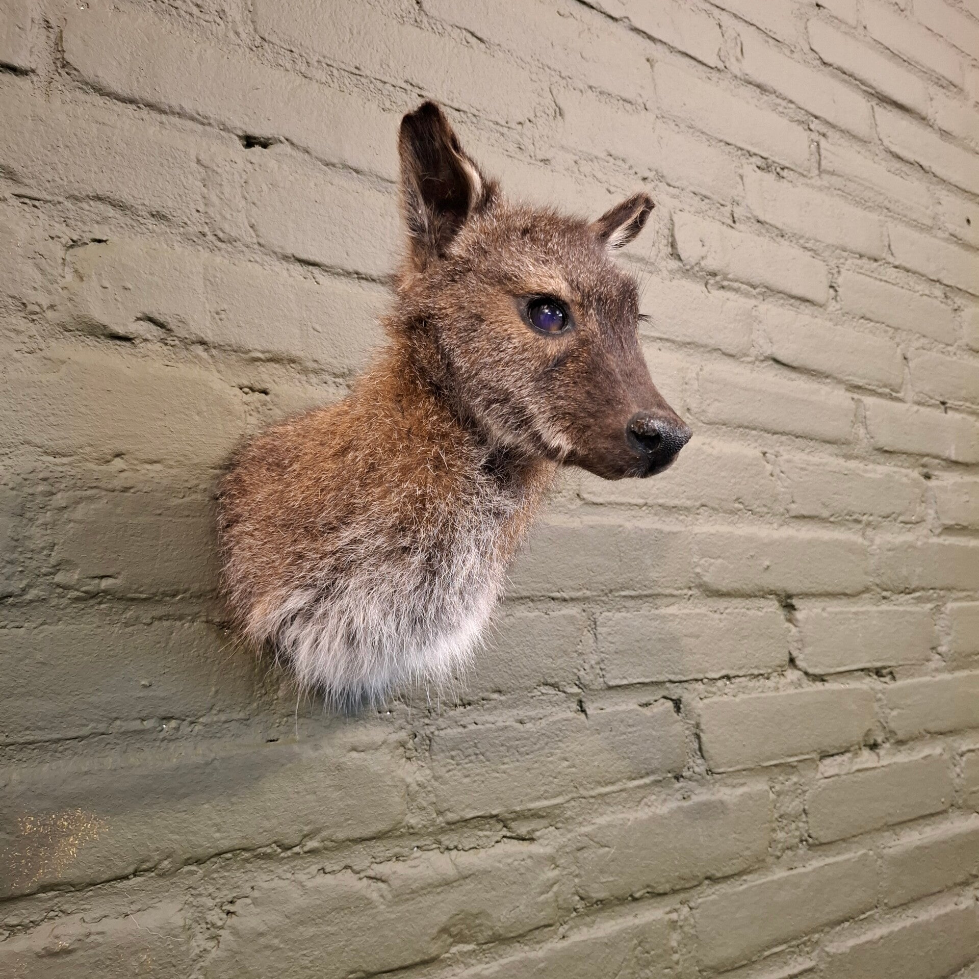 Wallaby shoulder mount